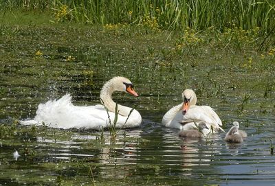 Swans swimming in lake