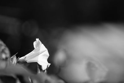 Close-up of flower against blurred background