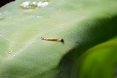 High angle view of insect on leaf