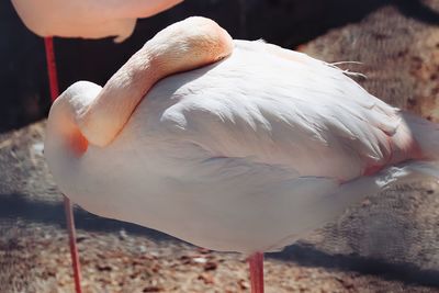 Close-up of bird