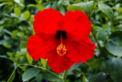 Close-up of red hibiscus flower