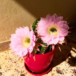 Close-up of pink flower