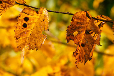 Close-up of leaves on twig