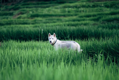 View of a dog on field