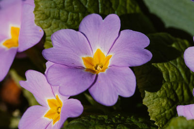 Close-up of purple flowering plant