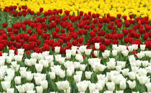 Tulip in hong kong flower show 