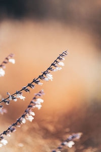 Salvia branch against sunlit golden blurry background