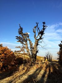 Trees on field against blue sky