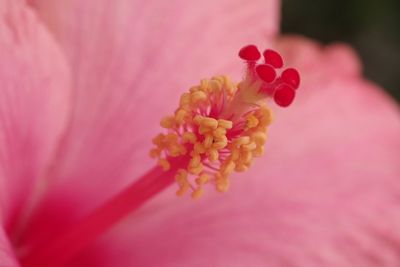 Close-up of pink flower