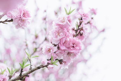 Close-up of pink cherry blossoms