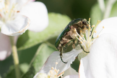 Close-up of insect on flower
