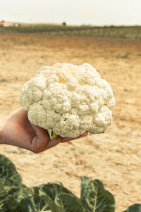 Close-up of person holding ice cream on land