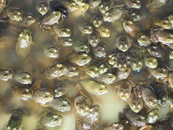 Full frame shot of frogs in lake