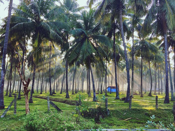 Palm trees on field
