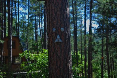 Close-up of tree trunk in forest