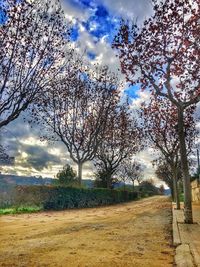 Trees on landscape against sky