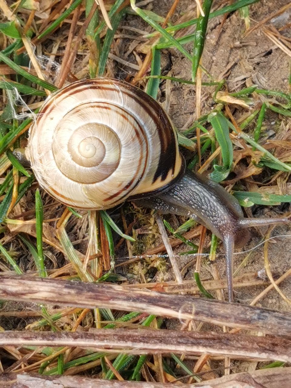 CLOSE-UP OF SNAIL ON GROUND