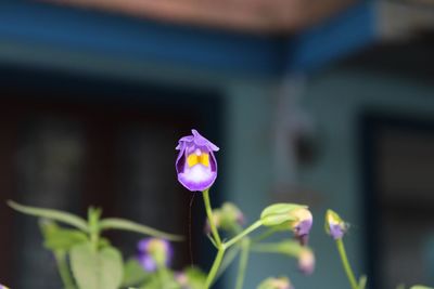 Close-up of purple flowering plant