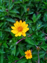 Close-up of yellow flowering plant