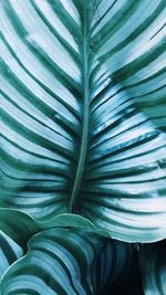 Close-up of palm leaves