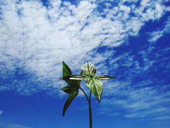 Low angle view of flowering plant against blue sky