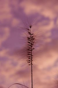 Close-up of silhouette plant against cloudy sky
