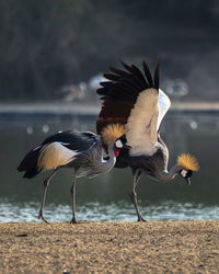 Birds flying over beach