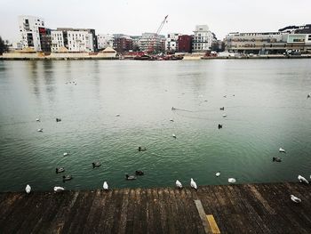 Birds swimming in city
