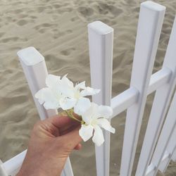 Close-up of cropped hand holding white flower