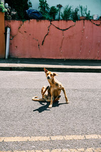 Dog sitting on footpath