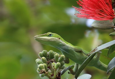 Close-up of lizard