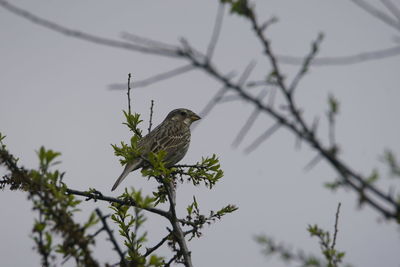 Low angle view of bird perching on branch