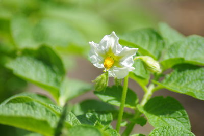 Close-up of water drops on flowering plant