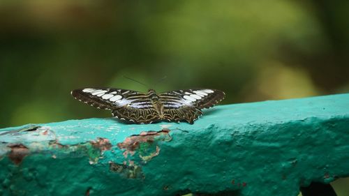 Close-up of butterfly on leaf