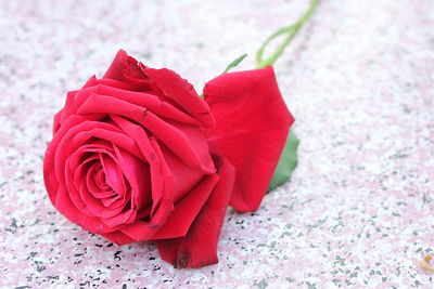 Close-up of red rose