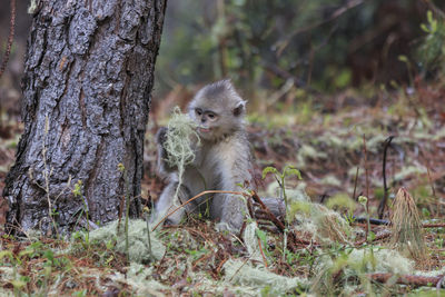 Close-up of squirrel sitting on tree trunk