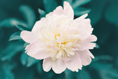 Beauty in nature. beautiful light pink peony flower on green background. 