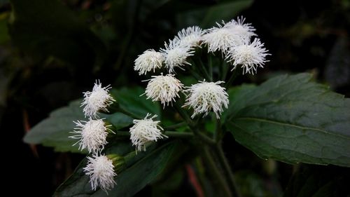 Close-up of white flowers