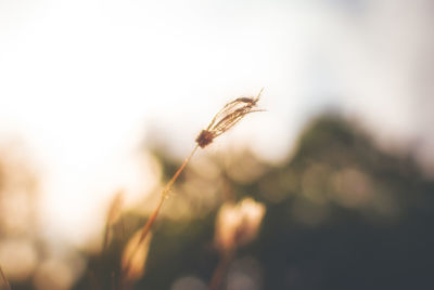Close-up of plant growing outdoors
