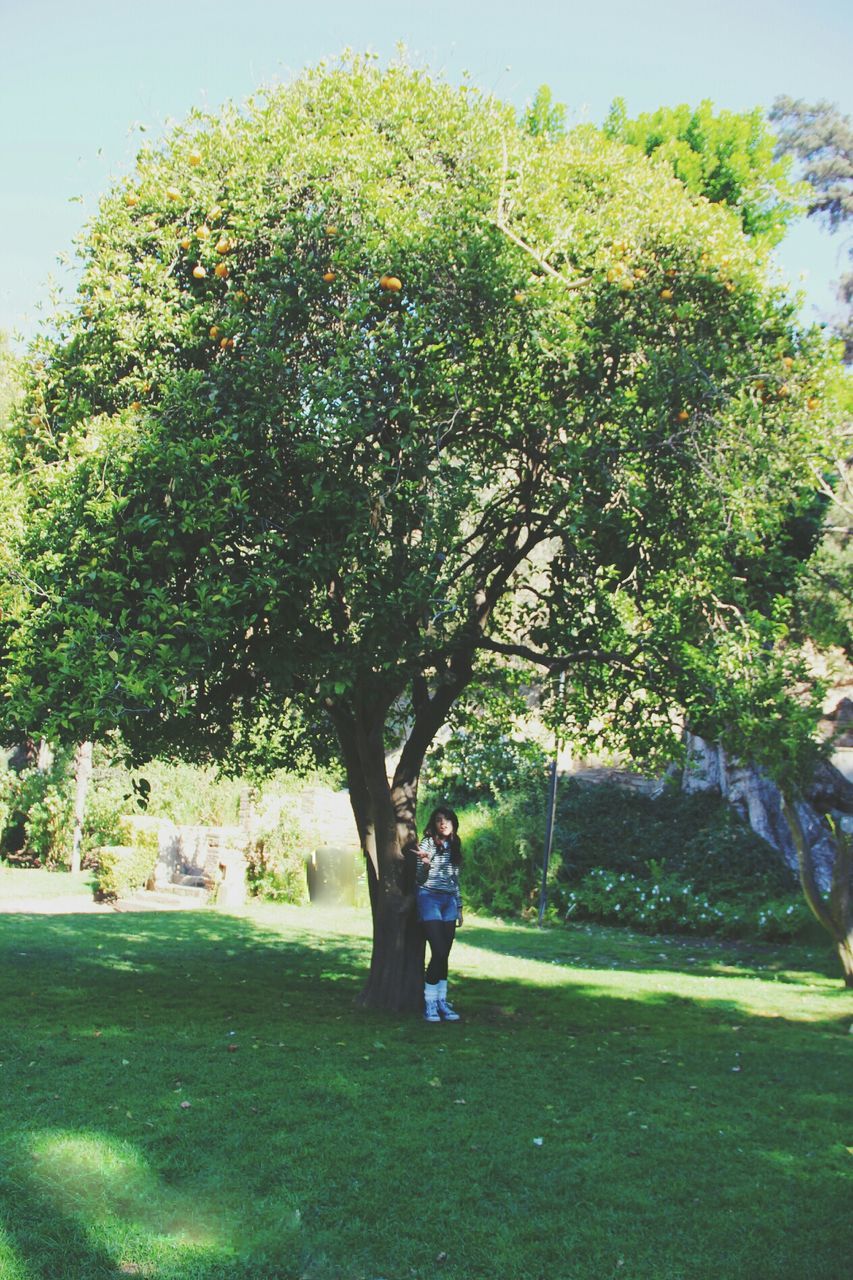 tree, grass, full length, lifestyles, green color, leisure activity, growth, casual clothing, rear view, sunlight, park - man made space, person, men, walking, standing, plant, lawn, day