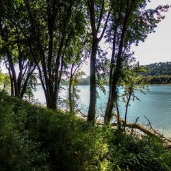Reflection of trees in lake