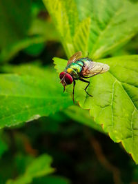 Close-up of fly on leaf