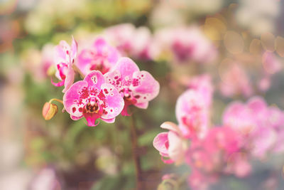 Close-up of pink flowering plant