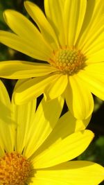 Close-up of yellow flower blooming outdoors