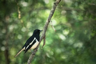 Close-up of bird perching on wall