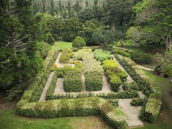 High angle view of plants