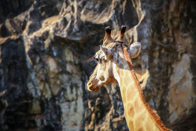 Close-up of a giraffe