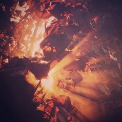 Low angle view of trees in forest during autumn