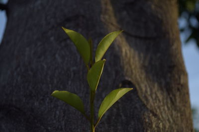 Close-up of leaf on tree trunk