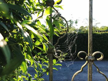 Close-up of plants against metal fence